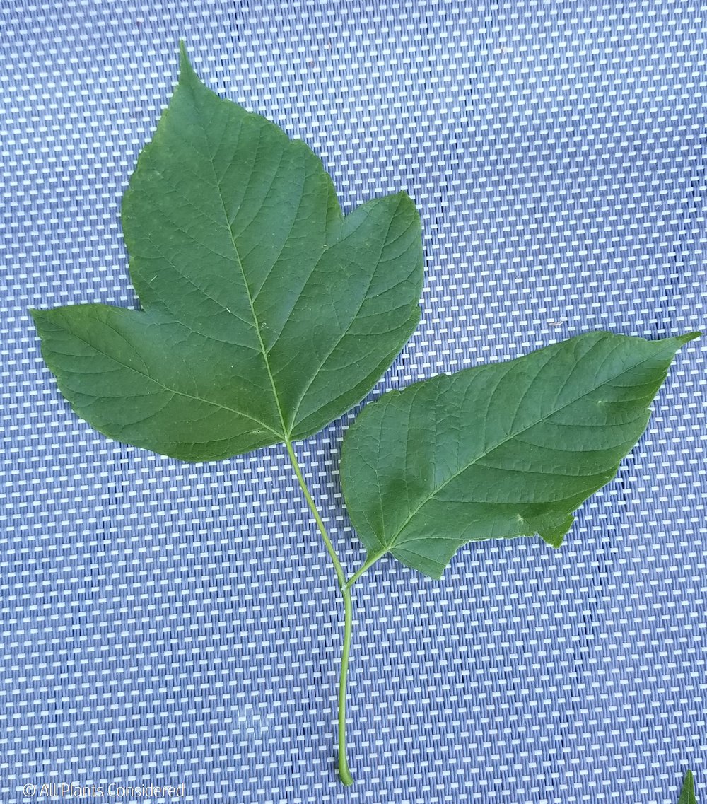 Box Elder Leaf Morphology 6.jpg