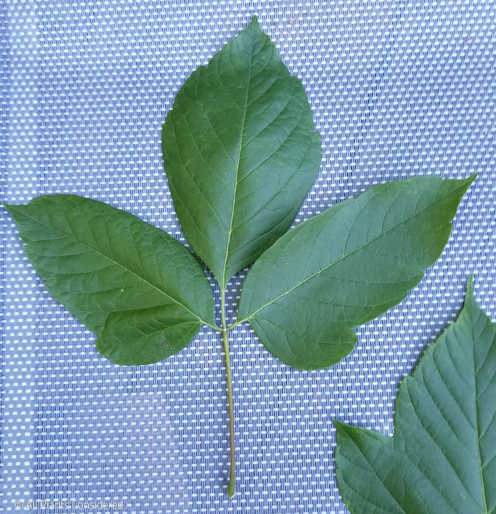 Box Elder Leaf Morphology 7.jpg