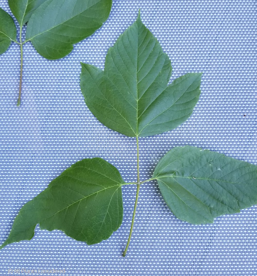 Box Elder Leaf Morphology 8.jpg
