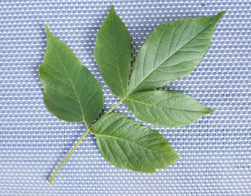 Box Elder Leaf Morphology 9.jpg