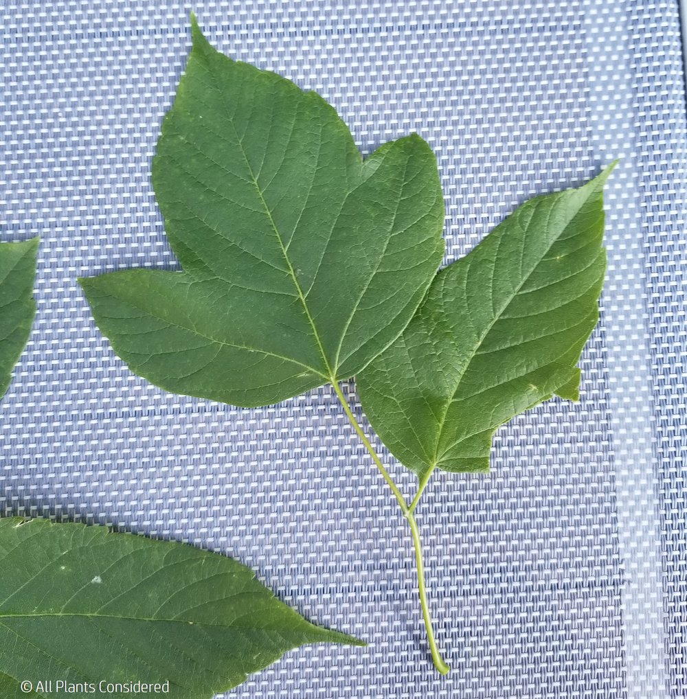 Box Elder Leaf Morphology 11.jpg