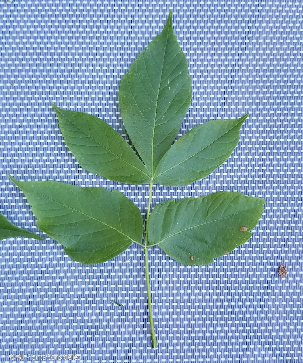 Box Elder Leaf Morphology 13.jpg