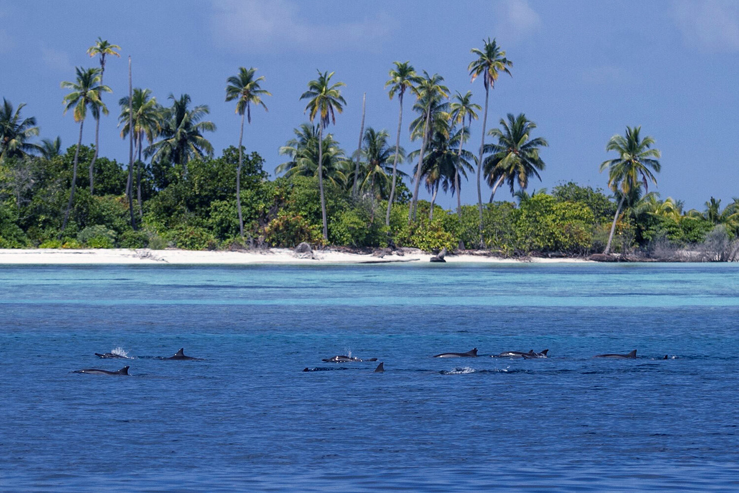 island-hop-maldives-dolphins.jpg