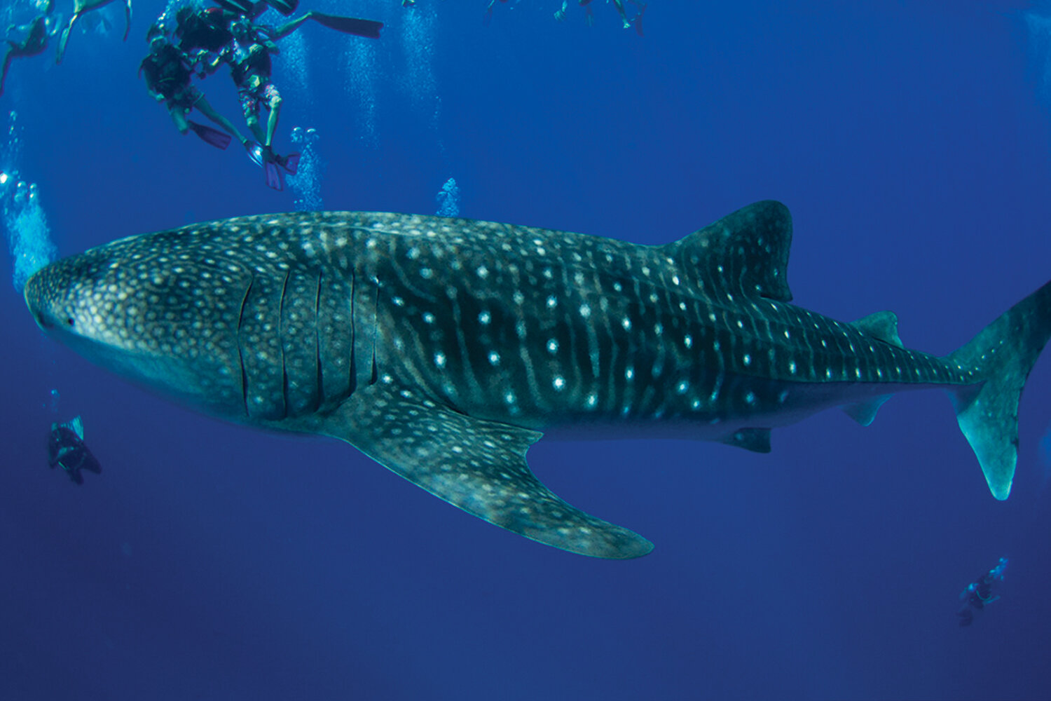 whale-shark.jpg