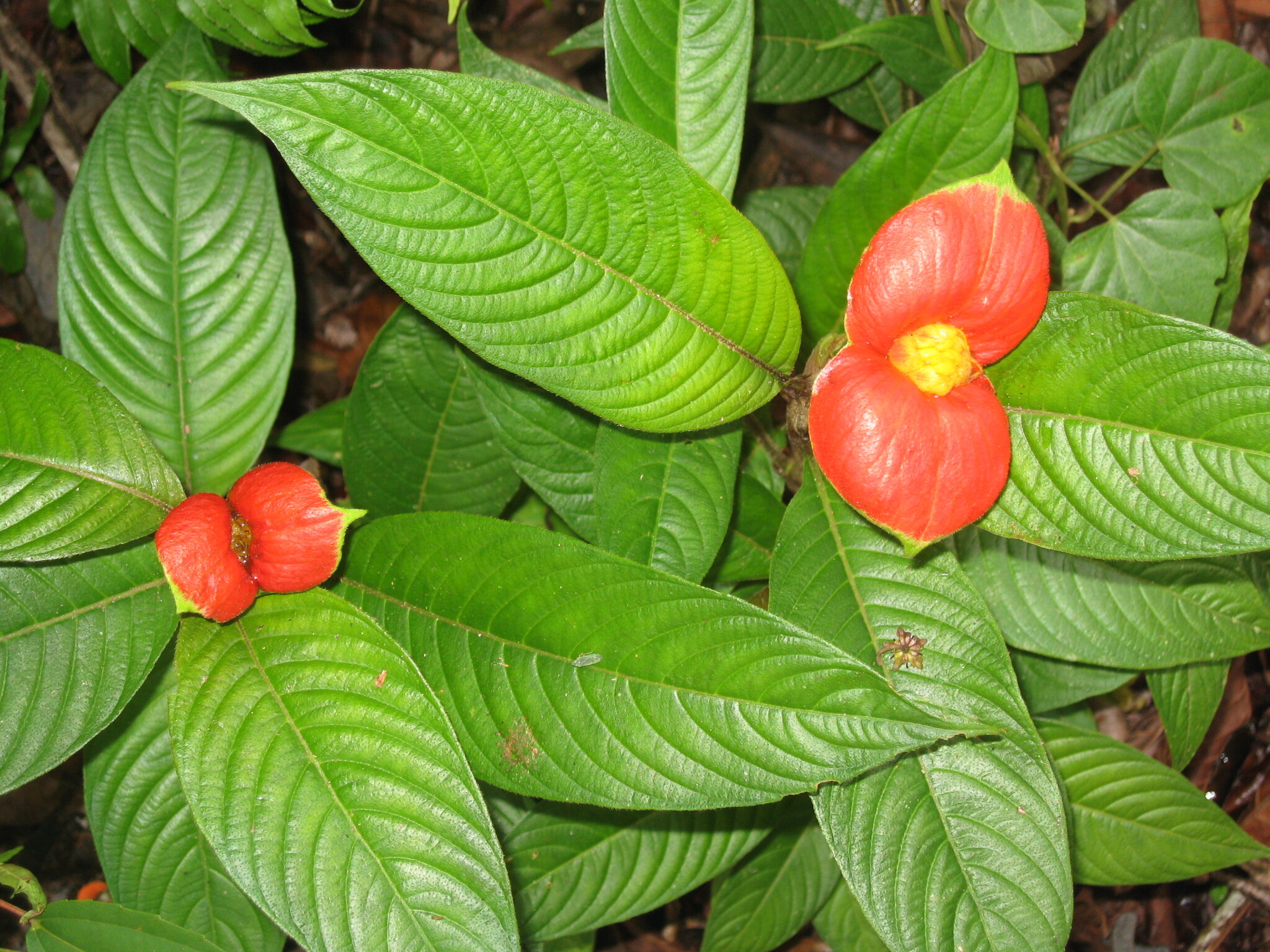 Beso de la Novia (Psychotria poeppigiana)