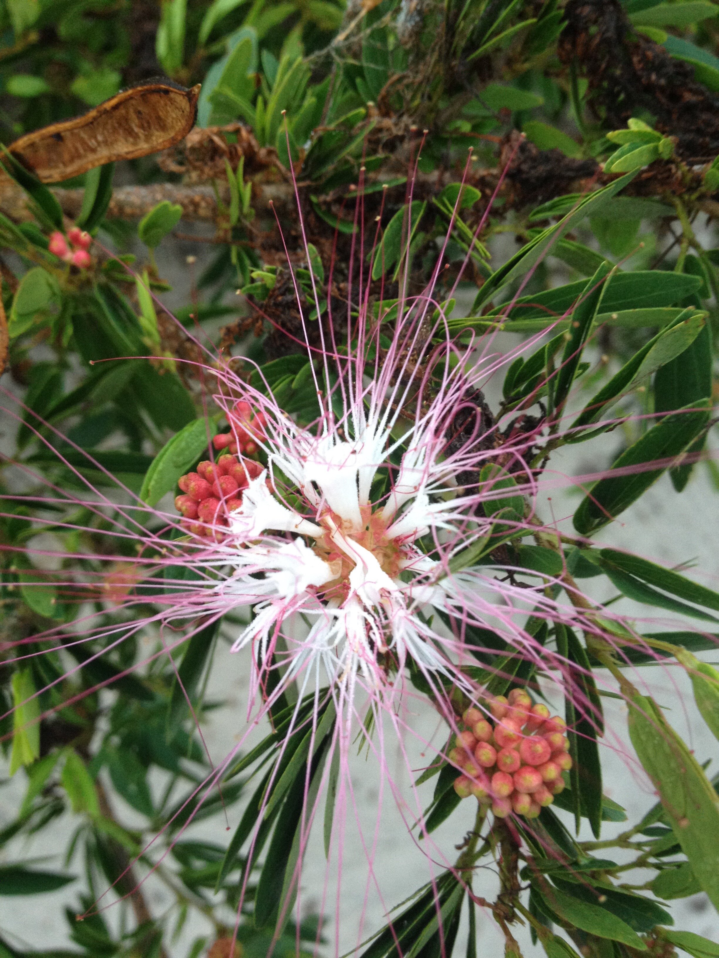 Bobinsana Flower (Calliandra angustifolia)