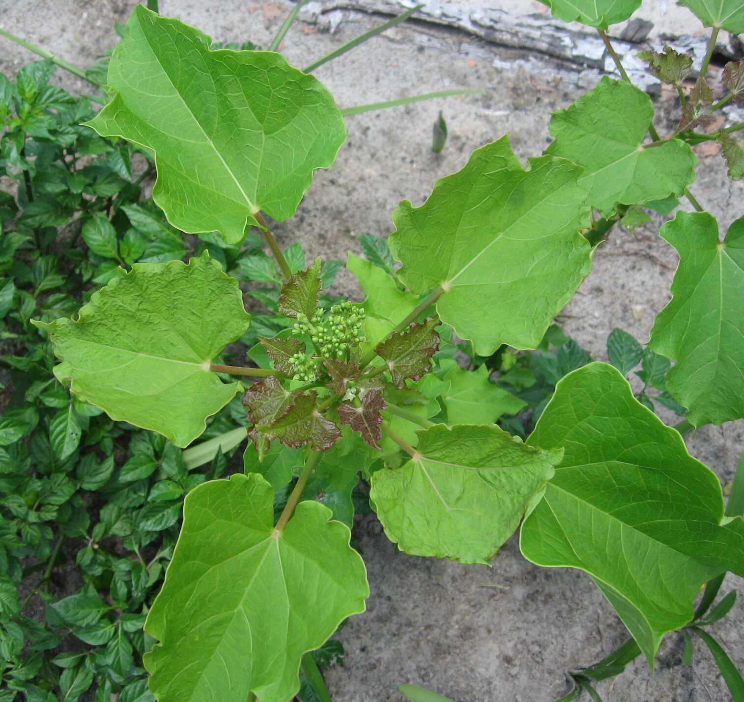 Piñon Blanco (Jatropha curcas)