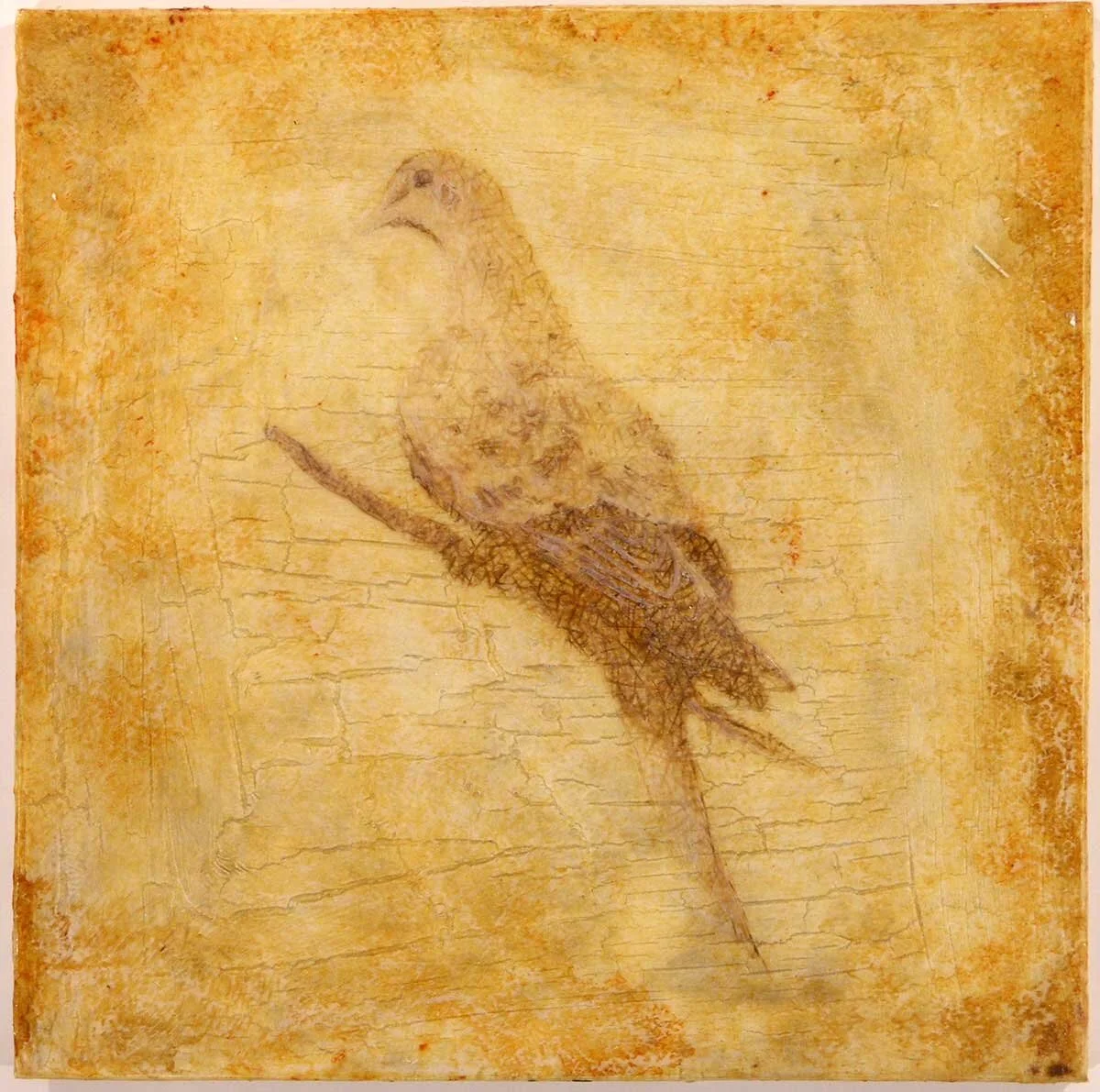 Last Passenger Pigeon Mount #2