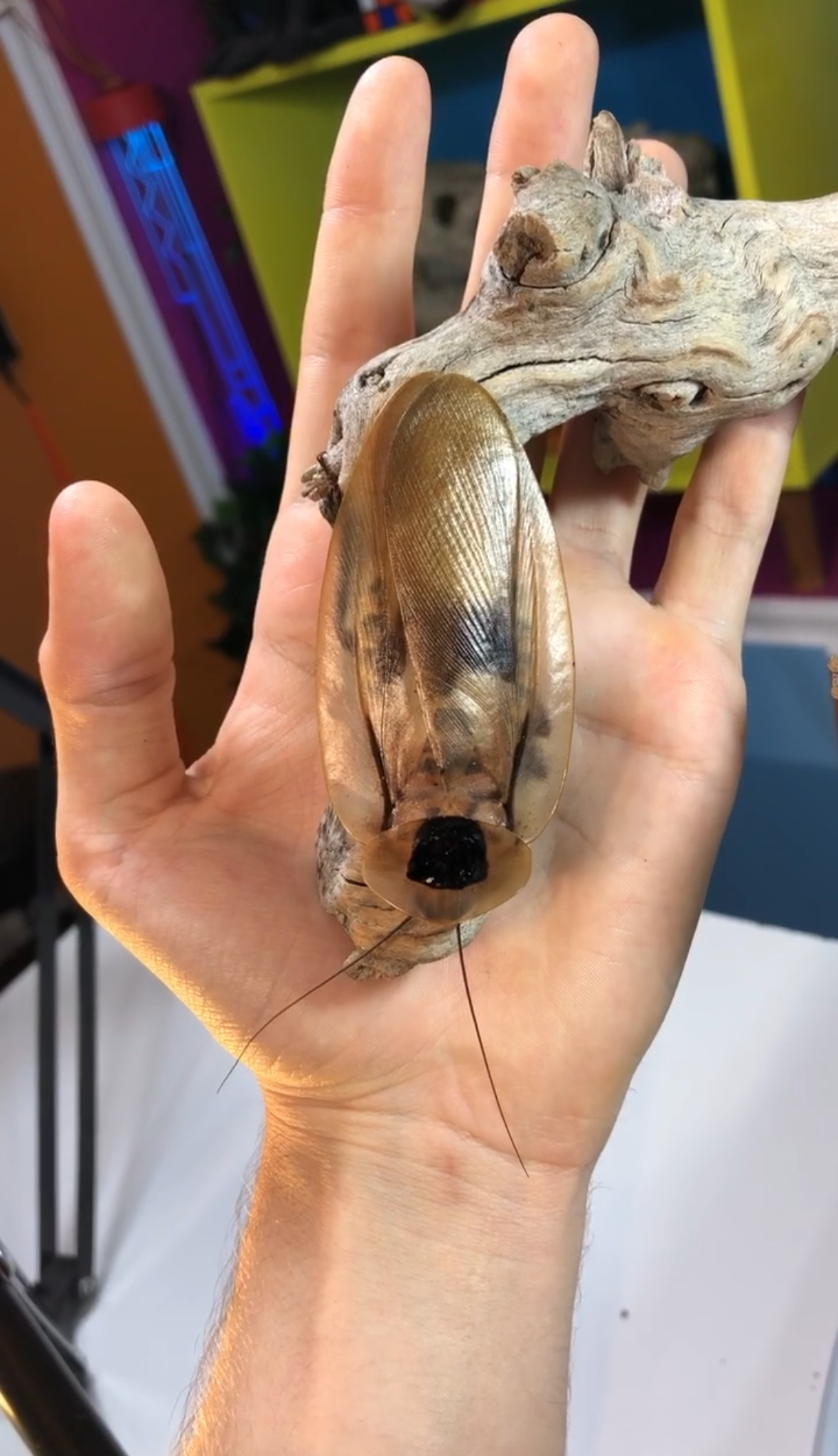 12 Blaberus giganteus (giant cave cockroach), mixed nymphs.