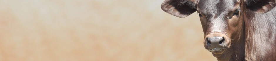 thin_banner6.jpg