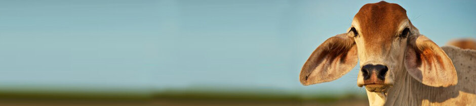 thin_banner1.jpg