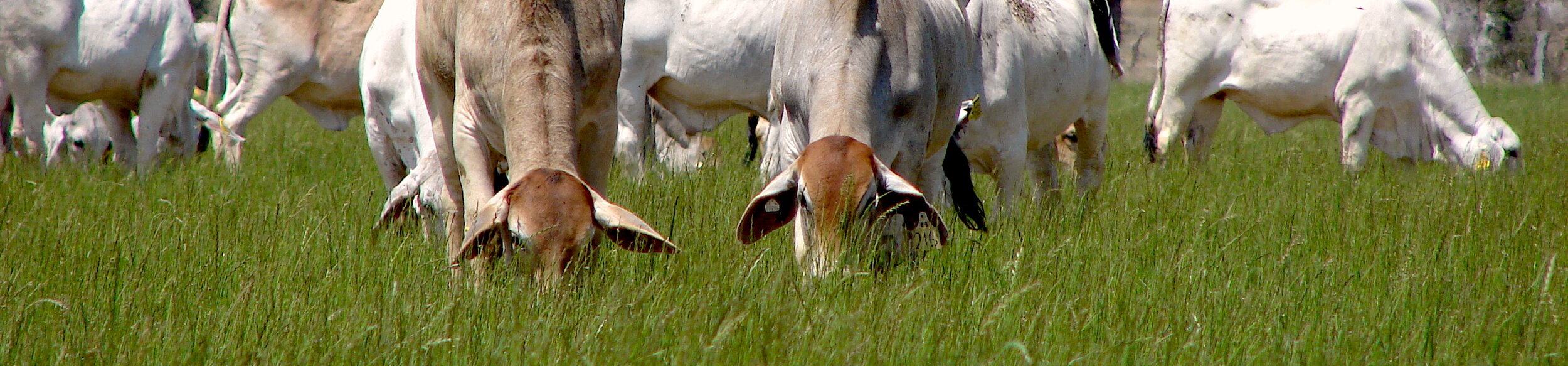 DSC00185.JPG