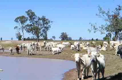 Cattle-on-dam.jpg