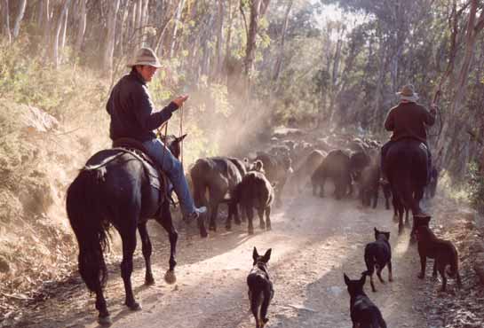 cattle-in-australia.jpg