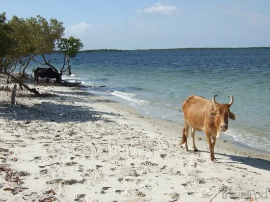 cows-on-beach-are-we-in-india-malindi.jpg