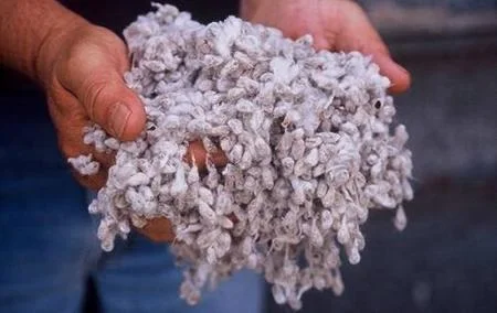 White Cottonseed