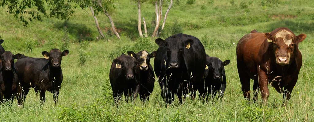heifers-calves-bull-pasture.jpg