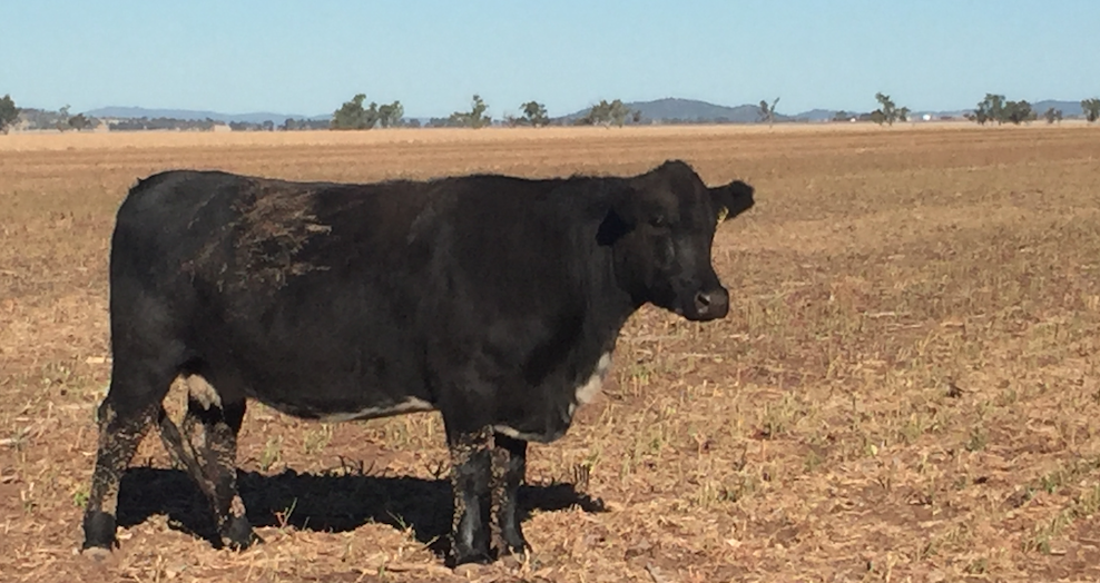 Screen Shot 2018-06-13 at 9.38.05 pm.png