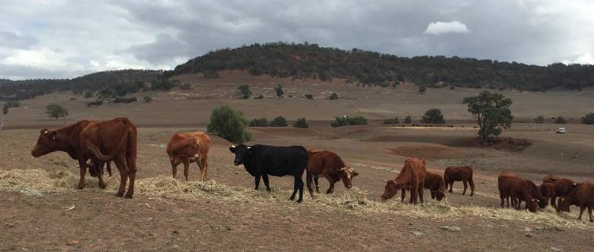 Screen Shot 2018-05-23 at 1.41.13 pm.png