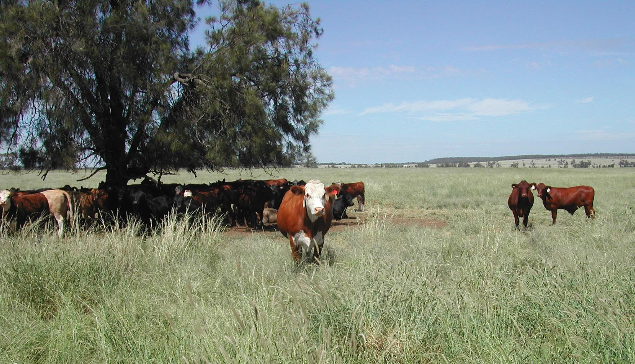 Cattle on Mixed Buffel grass Close up.JPG