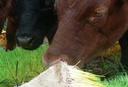 Screen Shot 2018-02-21 at 9.11.30 pm.png