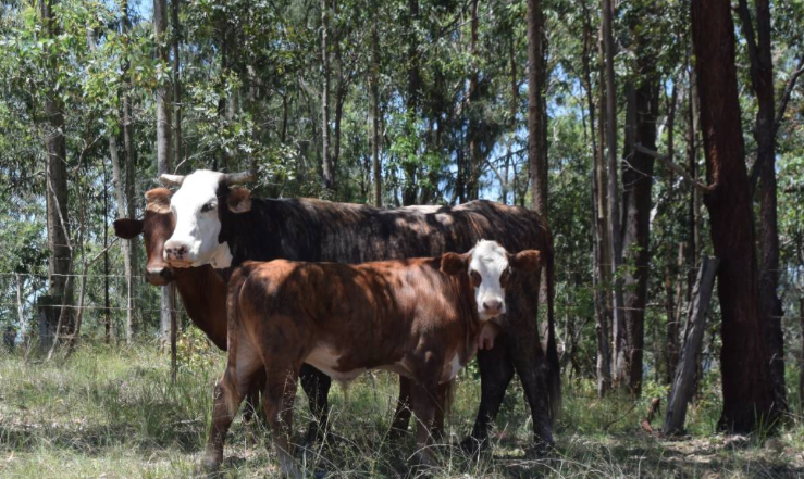 Screen Shot 2018-01-12 at 2.19.11 pm.png