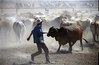 ringer and cattle.jpg