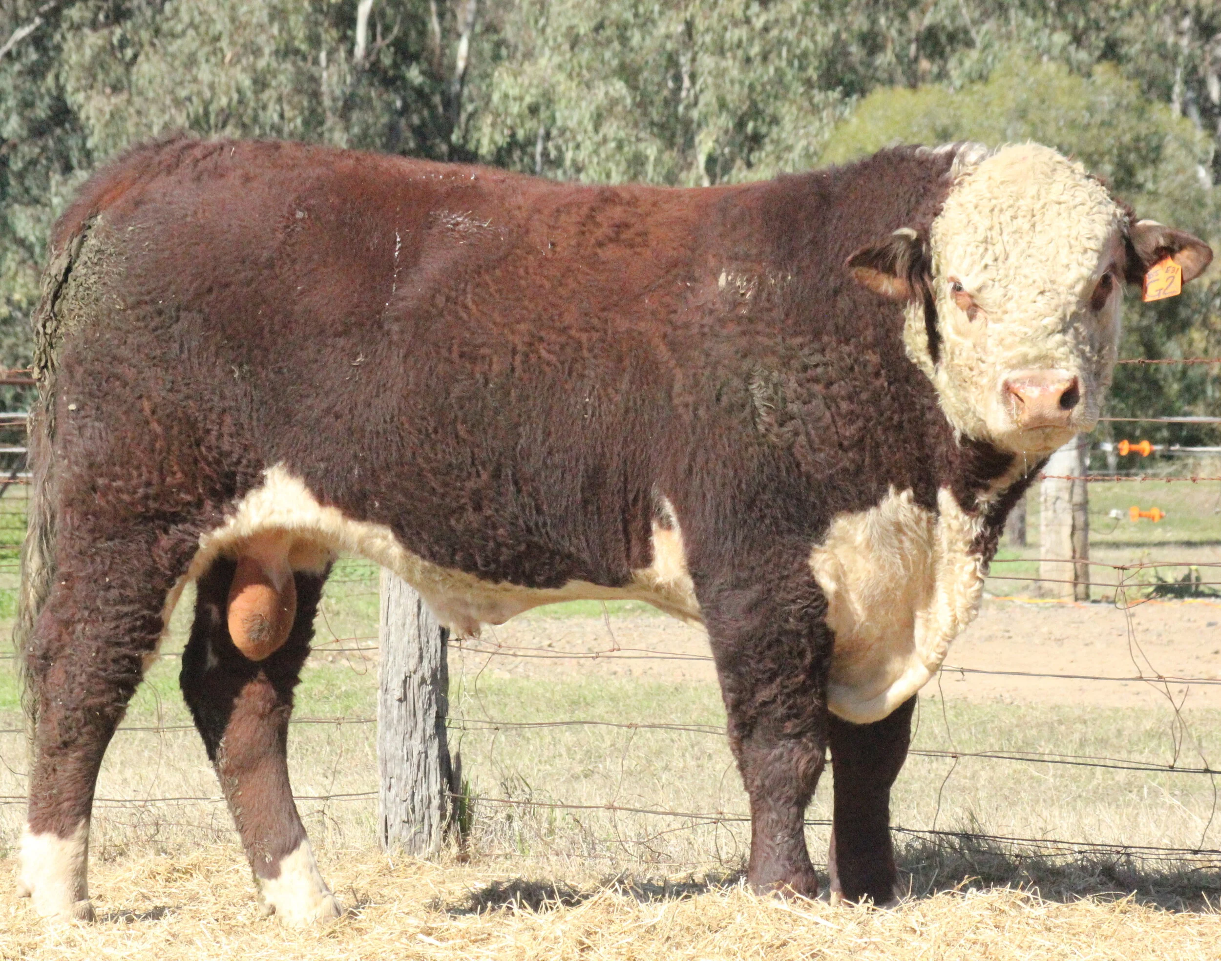 Poll Hereford Bull.JPG