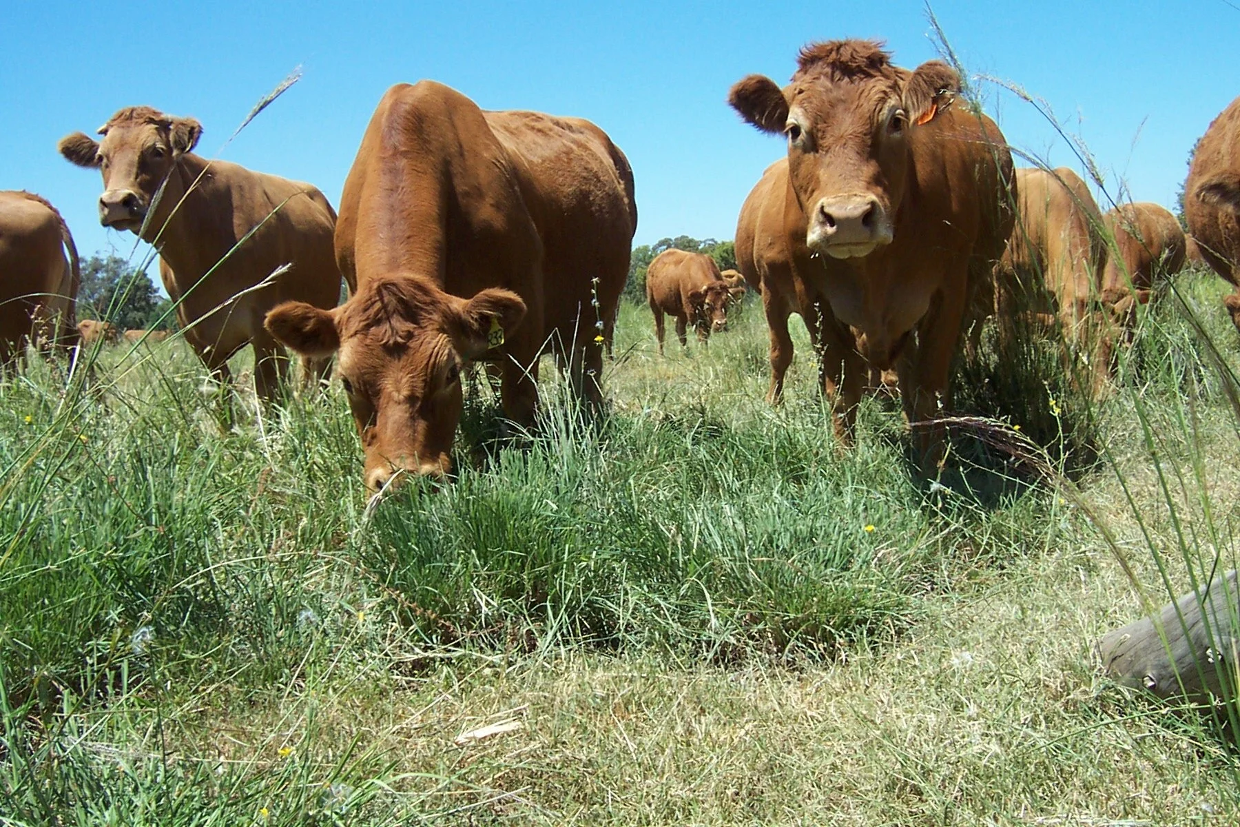 Cows on trop grasses 007 (1).jpeg