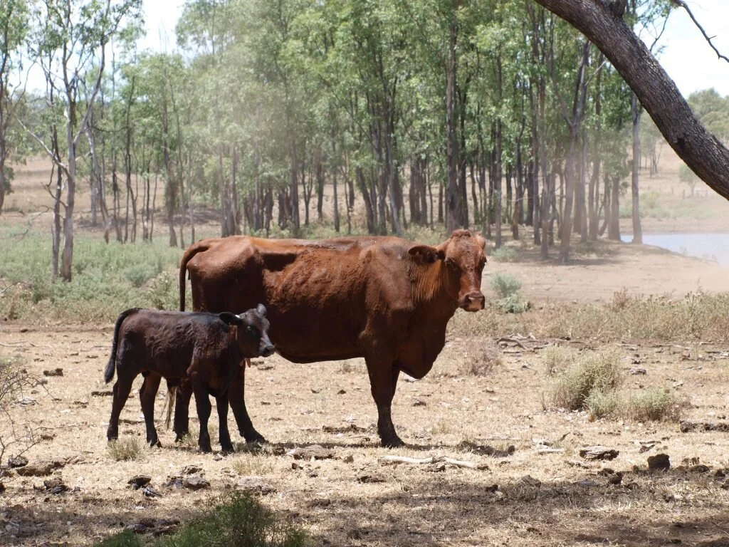 2Cow-and-Calf_drought-2014_low.jpg