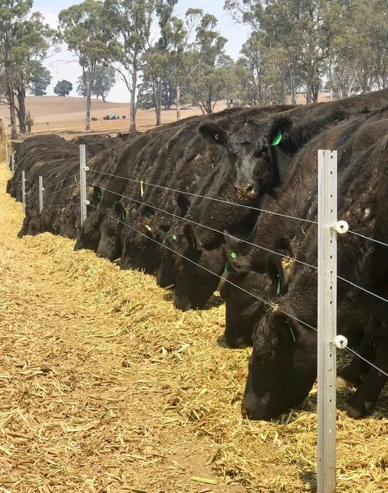 Courtesy of Ben Nevis Angus - Walcha