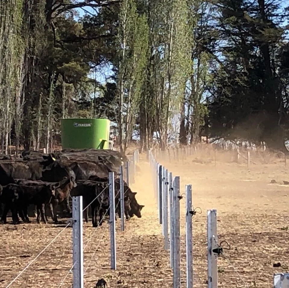Tips for confinement feeding cattle in drought — RaynerAg