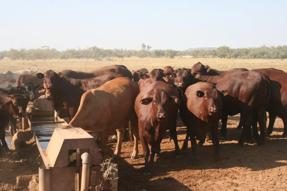Tips for confinement feeding cattle in drought — RaynerAg