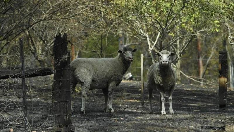 Seek advice &amp; assistance from your vet &amp; State Agriculture Departments