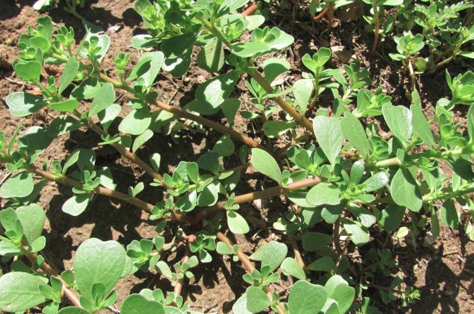 Screen Shot 2020-02-10 at 4.20.07 pm.png