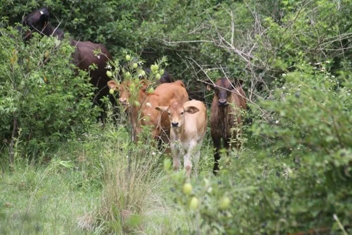 Young cattle and stock new to an area are most at risk from lantana poisoning