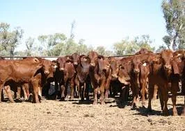 Yard weaning or weaning in the yards?