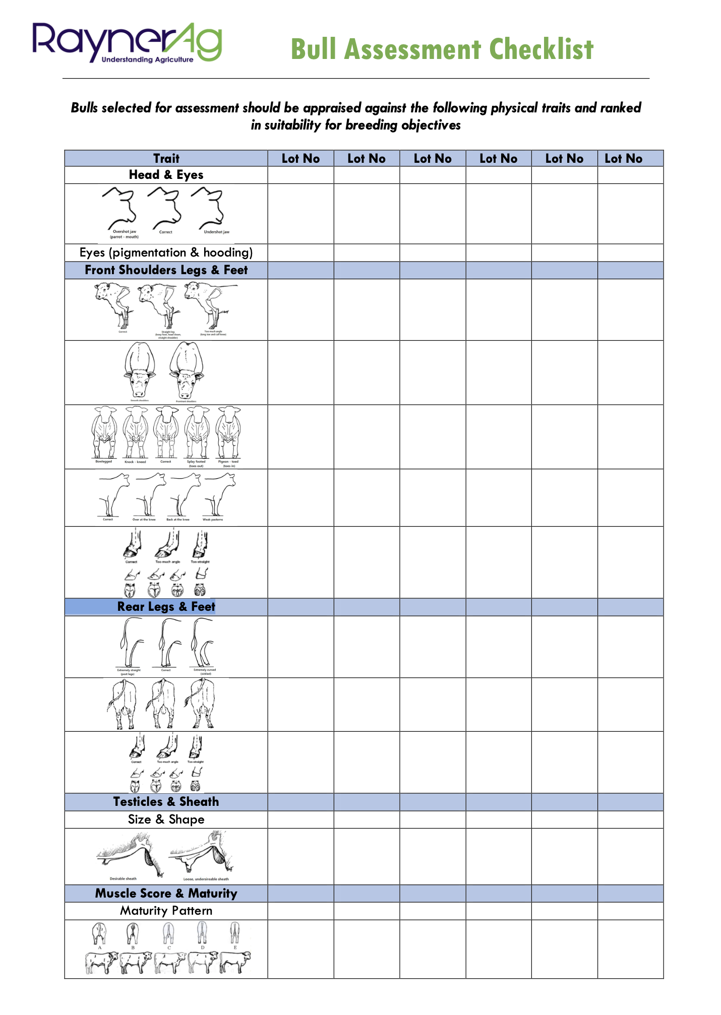 RaynerAg Bull Assessment Yard Sheet.png
