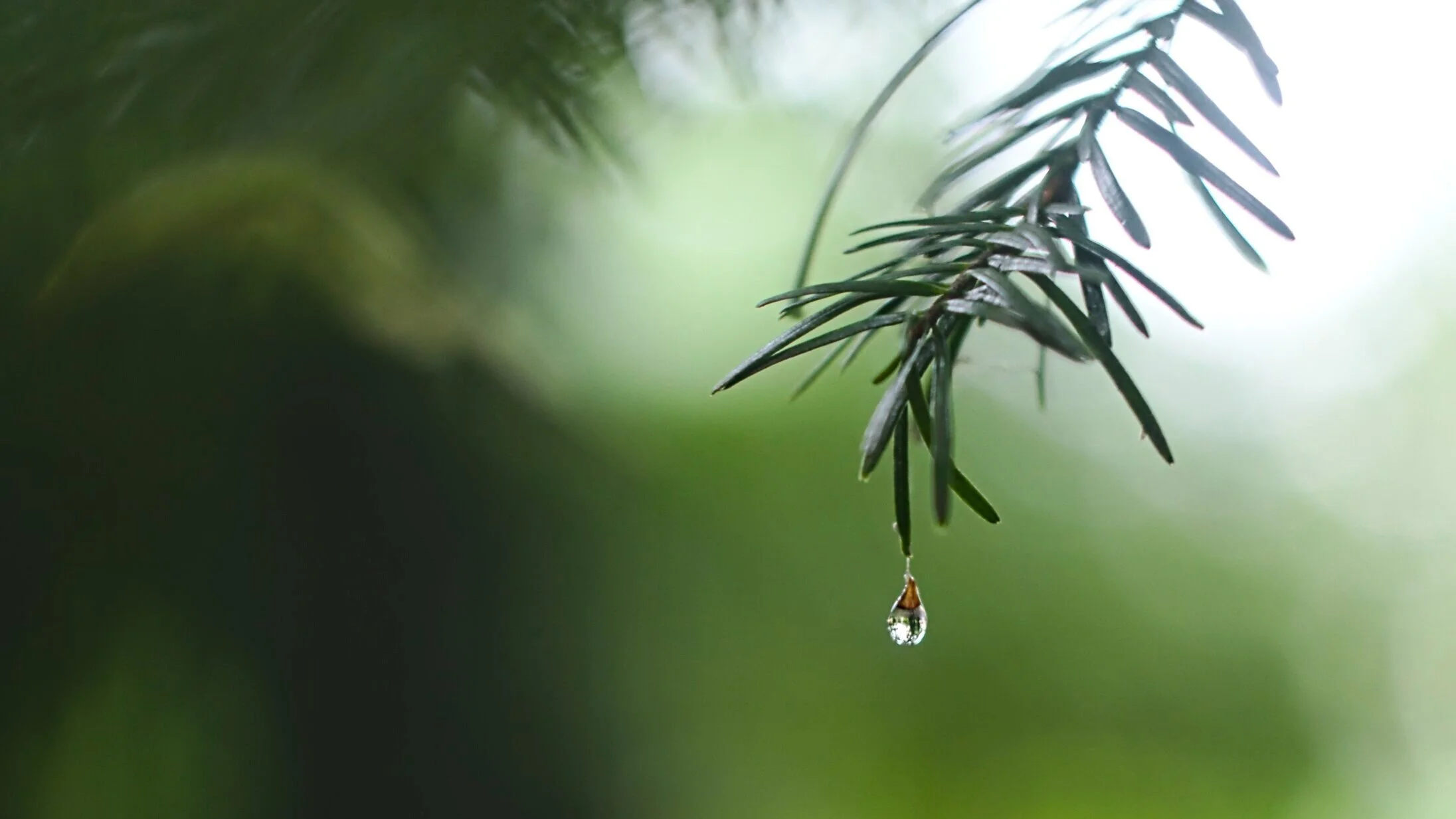 5 Tips for Creating Evergreen Content and Why It's Important — Rachael