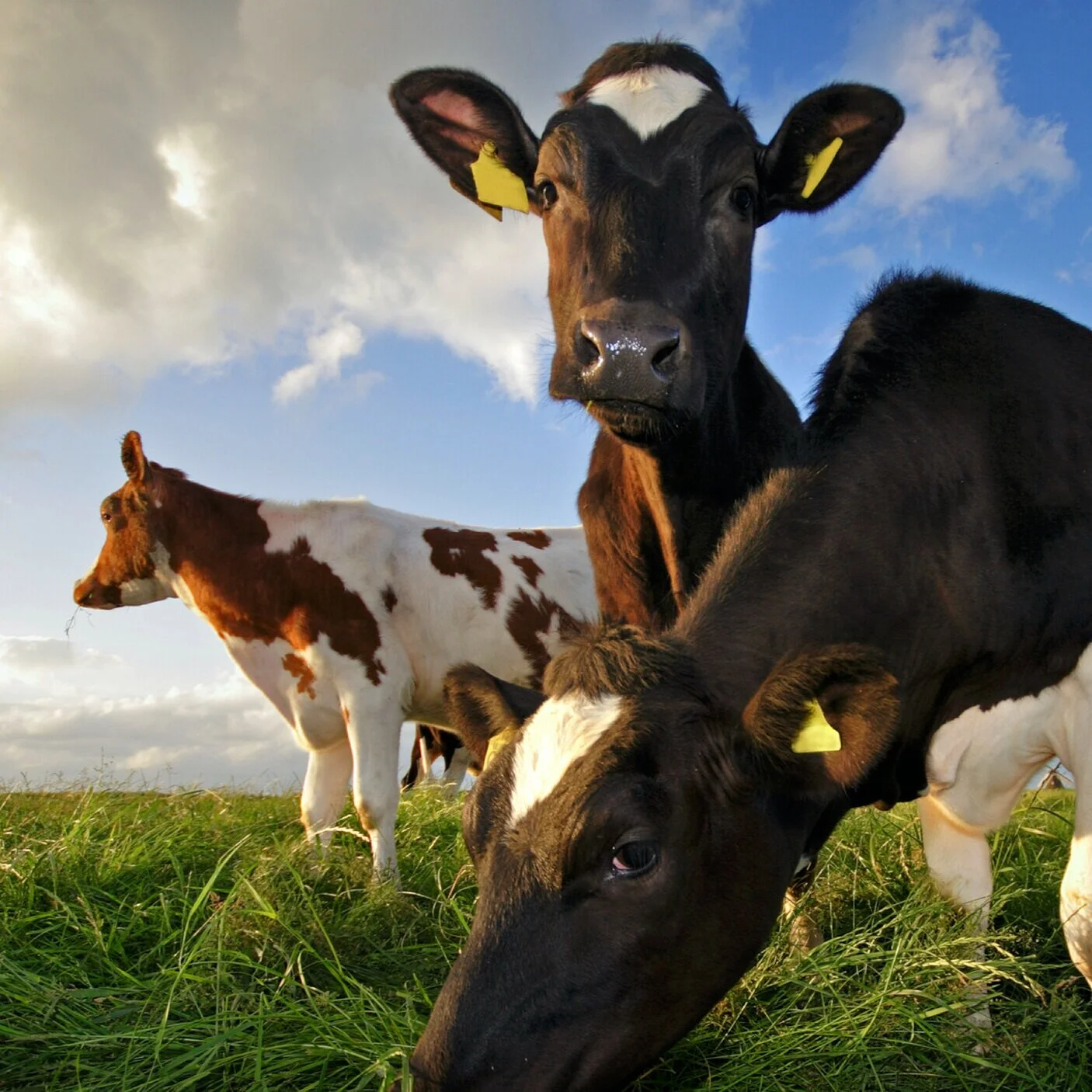 Vegan virtue shifts ground 