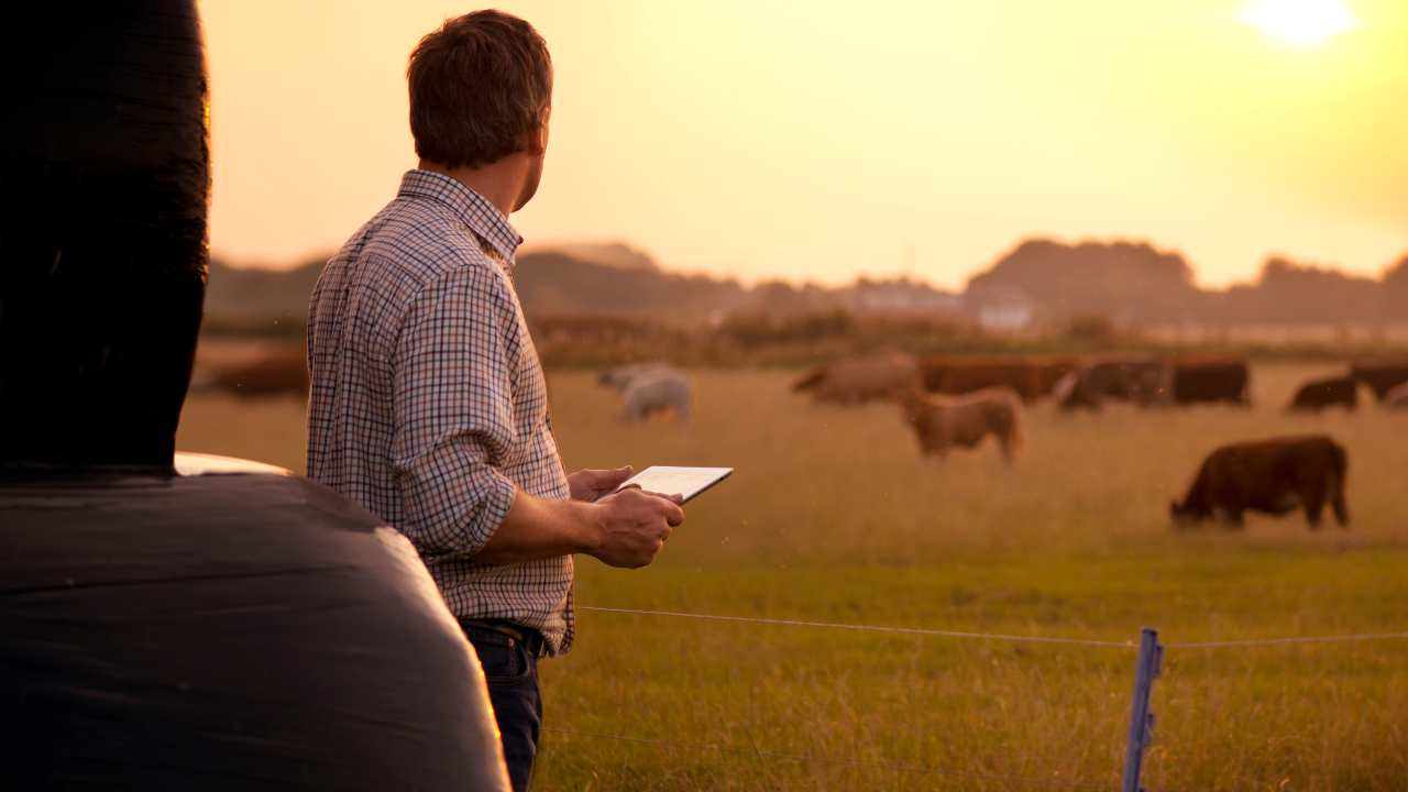 The geopolitical impact of livestock exports
