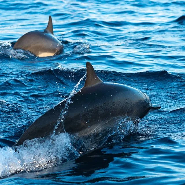 Amazing to see dolphines in nature