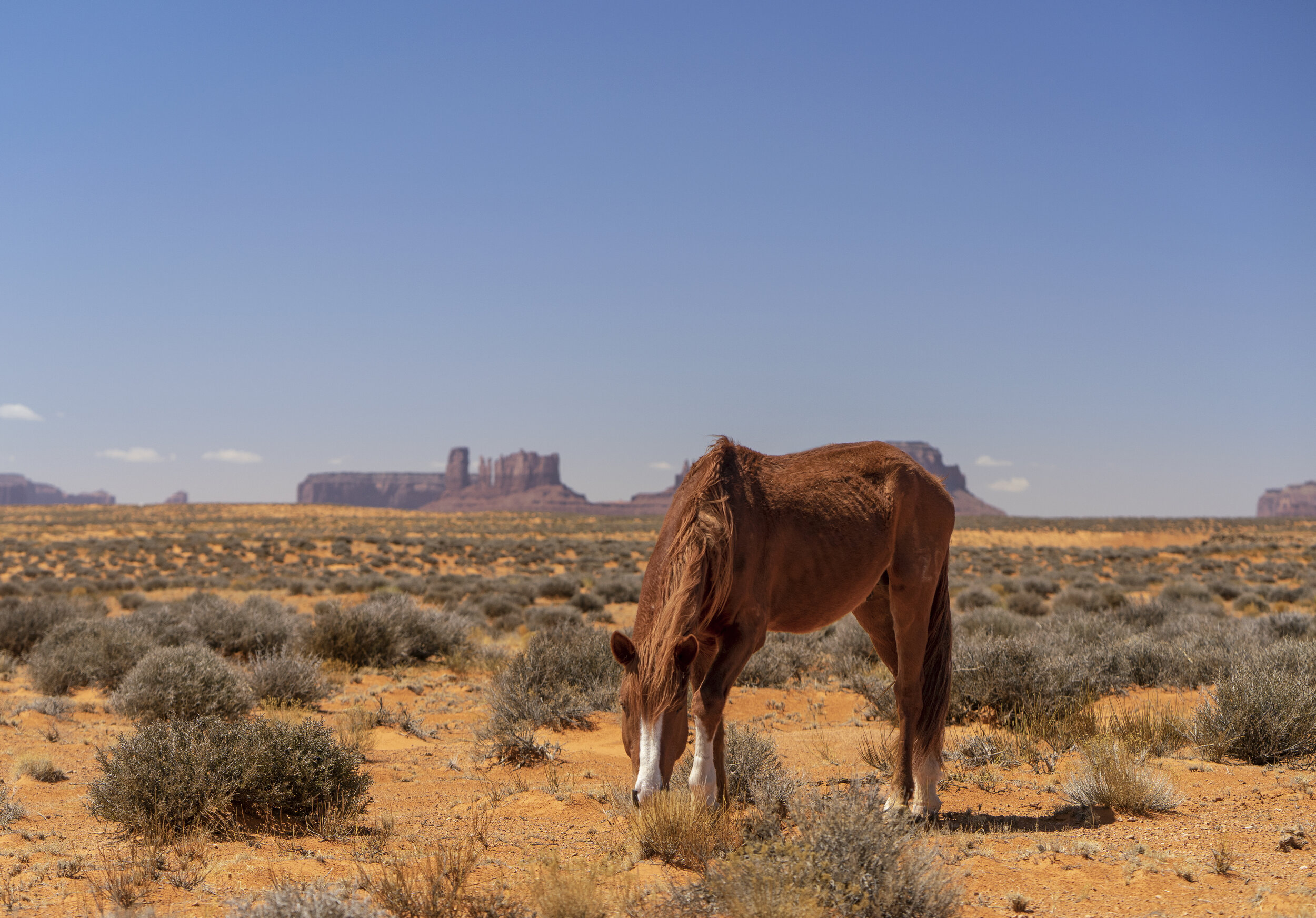 hourse re edit low res.jpg