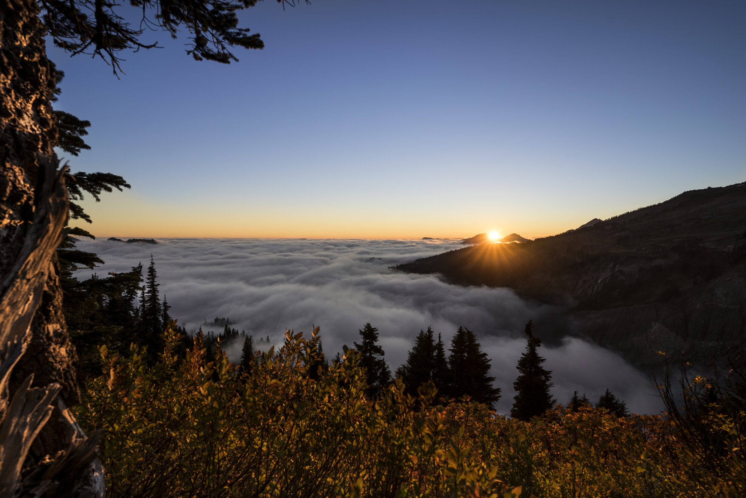tree rainier sunset wm.jpg