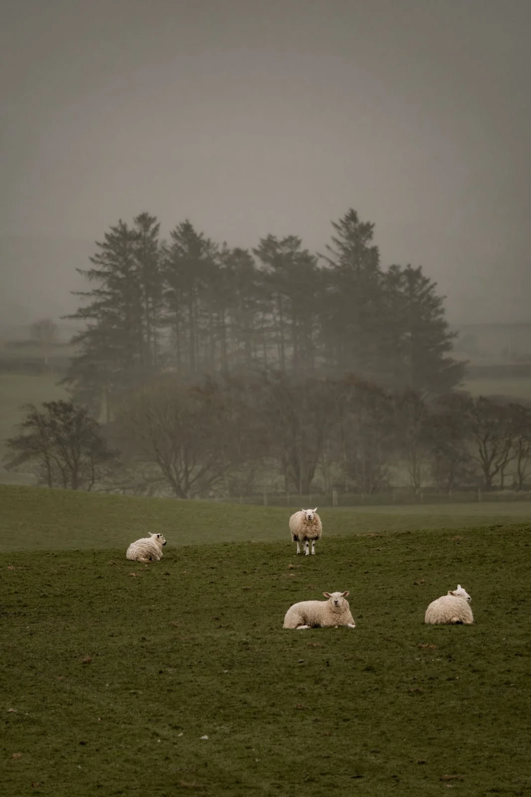 611 - 2026_Northern_Ireland-Limepark-8.jpg