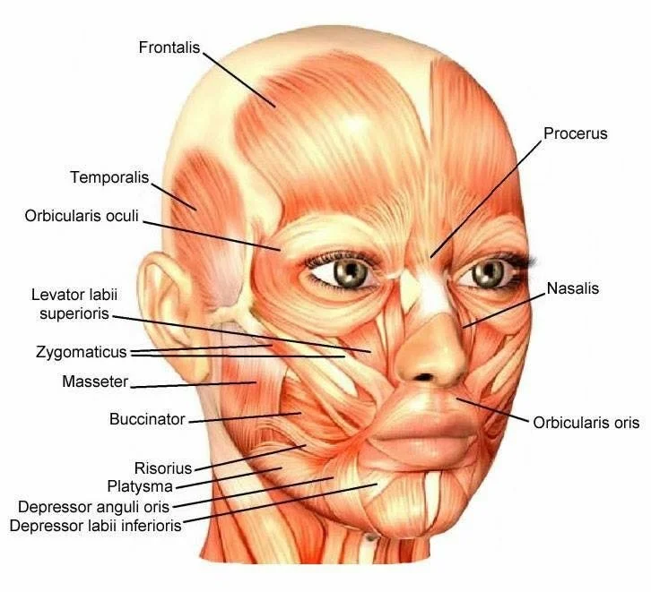Facial Reflexology and why it is so good for you