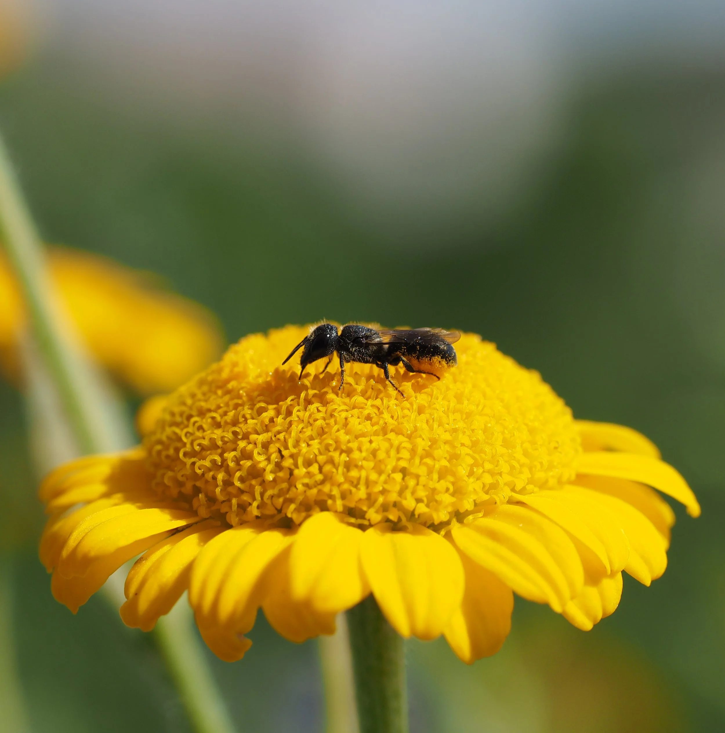 Wildbienen-Nisthilfen bauen