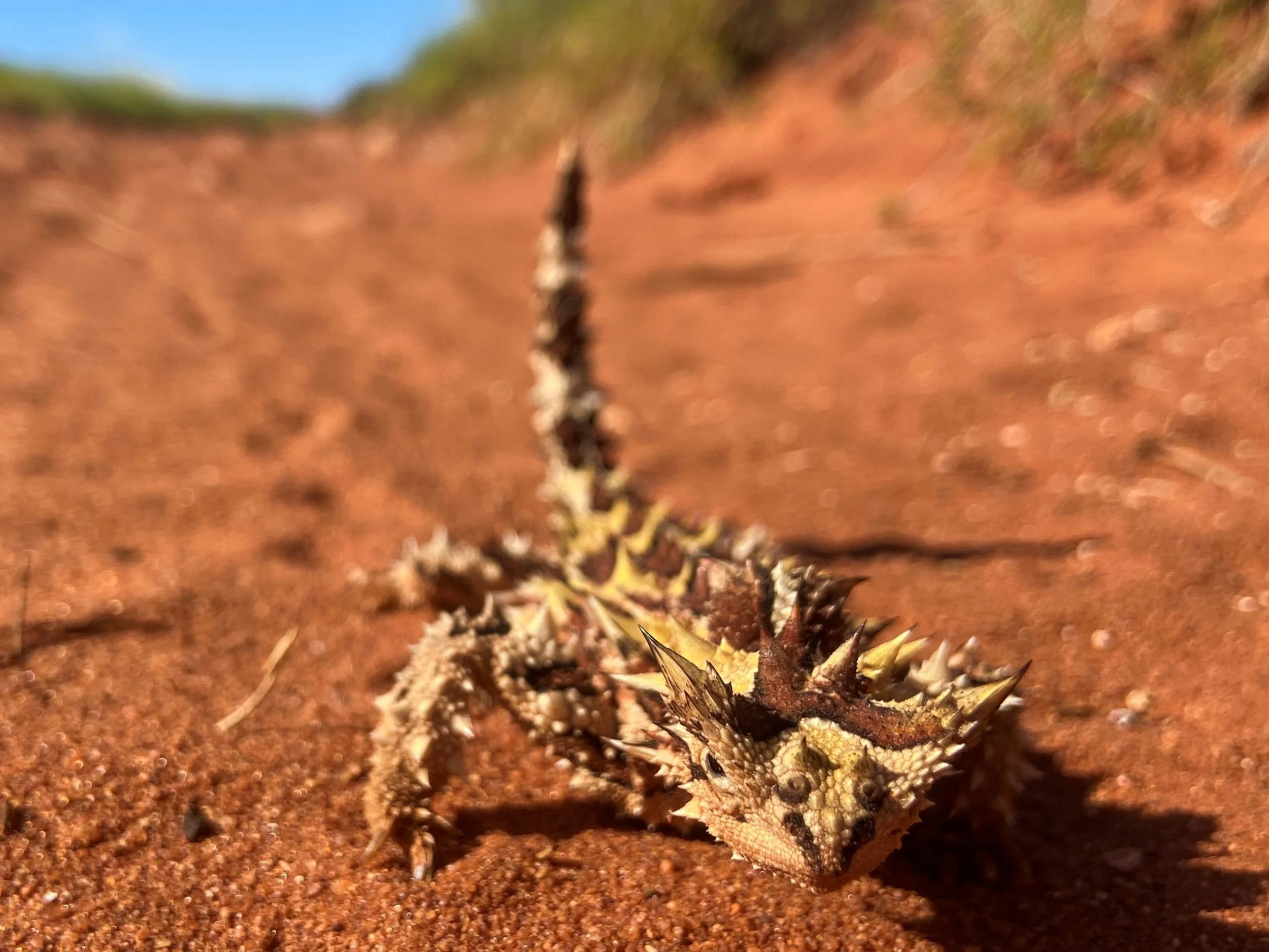 Thorny Devil wide.JPG