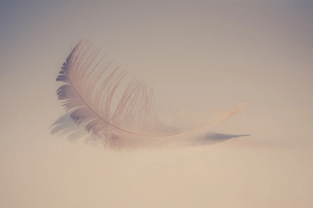 feather-2947022_1280.jpg