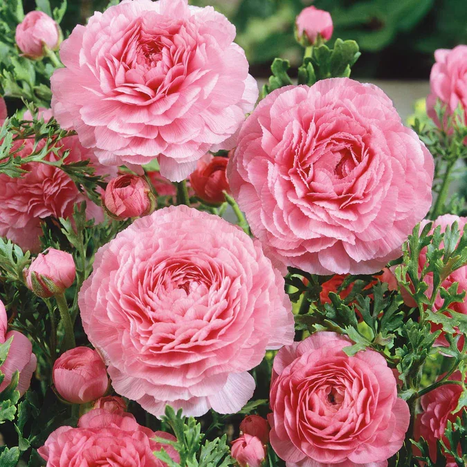 ranunculus-bulbs-pink-ndp-1.webp